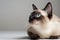 Siamese cat's attentive gaze