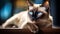 Siamese Cat with Sapphire Eyes Lounges on Windowsill, Bathed in Sunset\\\'s Radiance