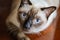 Siamese cat or seal brown cat with grey eyes,