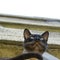 A Siamese cat seen from below