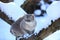 Siamese cat sits on a snowy tree