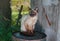 Siamese cat sitting on a rusty cask in summer garden