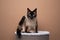 siamese cat sitting on scratching barrel looking curiously at camera