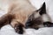 Siamese cat sleeping. Soft