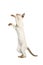 Siamese cat standing