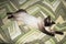 Siamese cat stretches