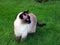 Siamese cat walking in the green grass