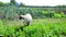 Siamese cat walks around kitchen garden