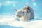 Siamese cat walks in deep snow