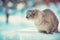 Siamese cat walks in deep snow