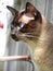 A Siamese cat watching atently