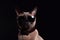 Siamese cat wearing sunglasses on a black background. Studio shot.