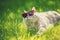 Siamese cat wearing sunglasses. The cat lying on green grass