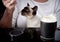 Siamese cat in a woman`s arms is eating sour cream from a spoon