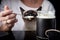 A Siamese cat in a woman`s arms is eating sour cream from a spoon