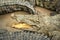 Siamese crocodile Crocodylus siamensis on a farm near My Tho, Vietnam. This is an endangered species of medium-sized freshwater