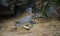 Siamese crocodile opened its mouth. Zoo, Thailand