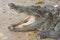 Siamese Crocodile resting on the floor with mouth widely opened