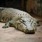 Siamese crocodile sleep on floor in zoo, reptile relaxation