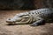 Siamese crocodile sleep on floor in zoo, reptile relaxation