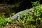 The Siamese crocodile taking a nap on the log on a hot day, funny the crocodile with a fallen leaf on its head