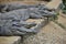 Siamese crocodile taking rest in a row