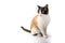 Siamese cross cat and ragdoll sitting on white background