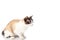 Siamese cross cat and ragdoll sitting on white background