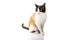 Siamese cross cat and ragdoll sitting on white background