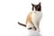 Siamese cross cat and ragdoll sitting on white background