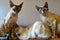Siamese And Devon Rex Cats