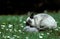 Siamese Dwarf Rabbit, Pair Mating