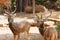 Siamese Eld\'s deers