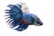 Siamese fighting fish