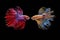 Siamese fighting fish, Beautiful style of betta splendens, isolated on a black background