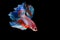 Siamese Fighting Fish,  beautiful tail of red,blue & pink fighting fish on black background.Colourful Betta fish