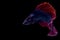 Siamese fighting fish, betta isolated on black background.