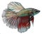 Siamese fighting fish. Betta Splendens