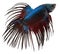 Siamese fighting fish. Betta Splendens