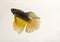 Siamese Fighting Fish Black Yellow Halfmoon Betta Splendens.