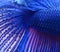 Siamese fighting fish , blue betta abstract