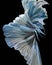 Siamese fighting fish, blue fish, black background Betta splendens, Betta Fish, Halfmoon Betta