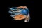 Siamese fighting fish, Orange-Yellow-Blue, betta fish on black b