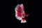 Siamese fighting fish, Ruby-White, betta fish on black background.