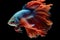 Siamese Fighting Fish Transparent Isolated Close-Up, AI