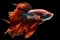 Siamese Fighting Fish Transparent Isolated Close-Up, AI