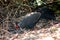 Siamese Fireback Blue-headed Male Its back and wings are gray. Walking in the forest