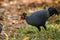 Siamese Fireback Blue-headed Male Its back and wings are gray. Walking in the forest