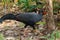 Siamese Fireback Blue-headed Male Its back and wings are gray. Walking in the forest