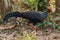 Siamese Fireback Blue-headed Male Its back and wings are gray. Walking in the forest